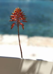 Beach flower